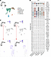 Expression patterns of identified and known NPC-associated genes across div