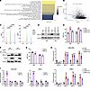 RPL14 inhibits EBV infection and lytic cycle activation in NPC cells.