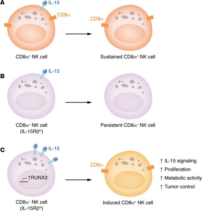 Activation by IL-15 generates induced CD8α+ NK cells.
Cubitt et al. (11)...