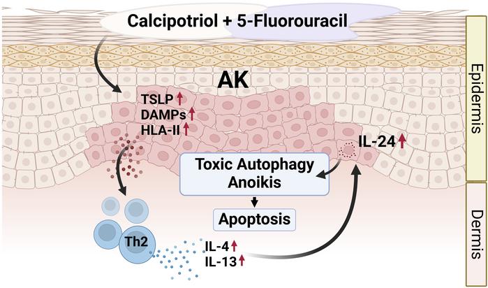 graphical abstract