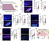 T cell immunity induced by calcipotriol-plus–5-FU immunotherapy persists ov