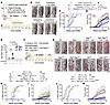 Calcipotriol-plus–5-FU immunotherapy prevents skin cancer development in a