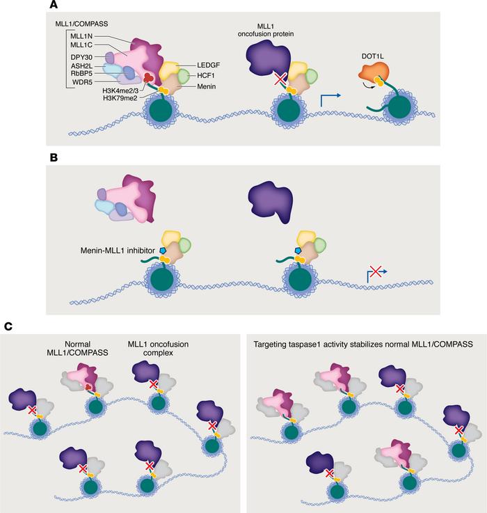 Noncatalytic inhibitors evict MLL1 and its oncofusion partners from chro...