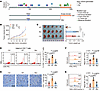 Map3k1-mutant tumors evade CD8+ T cell–mediated immunity in vivo.