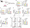 MAP3K1 mutation inhibits CD8+ T cell activation in vitro.