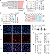 MAP3K1 mutation suppresses tumor antigen presentation.