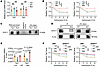 Map3k1 mutation promotes Tap1/2 RNA degradation.