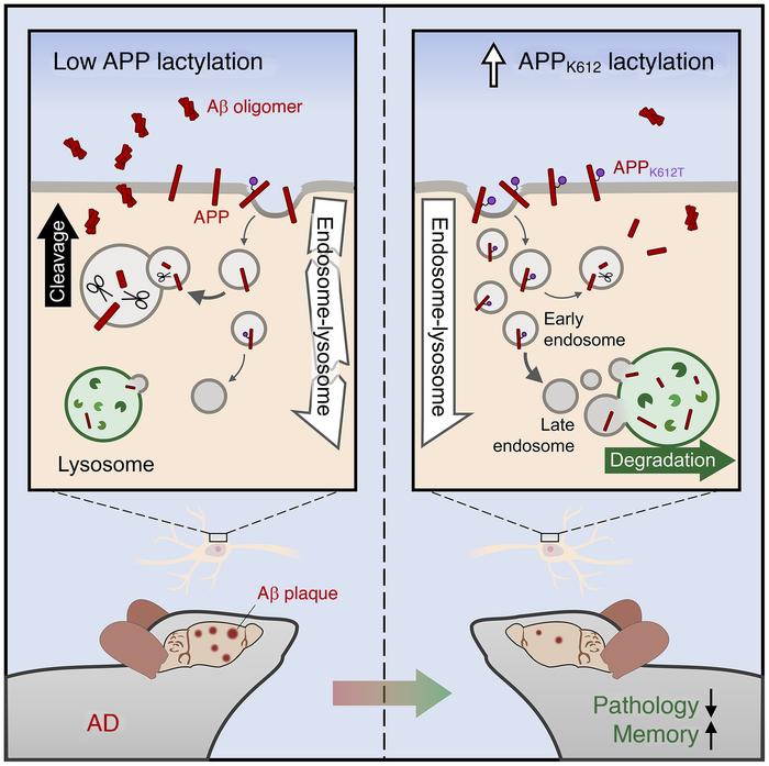 Schematic illustrates that lactylation of APPK612 ameliorates amyloid pa...