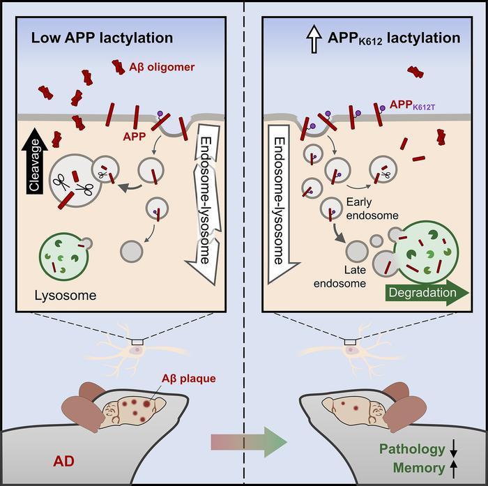 graphical abstract