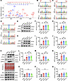 APP-K612la reduced APP amyloidogenic processing in vitro