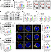 APP-K612la enhanced APP trafficking from the plasma membrane to the endosom