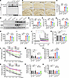 L-lactate enhancement of APP-Kla reduced Aβ pathology and cognitive impairm