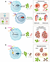 The role of CD69 in various cardiovascular pathologies.