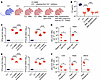 C3+/– MMcs override complement deficiency in C3–/– mice.