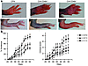 Exacerbated CIA in CD69–/– mice. (a) CFA-treated control mice (left panels)