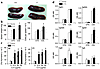 Enhanced CII-specific immune response in CD69–/– mice. (a) Enlarged spleens