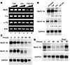 Chronic TNF/IFN signaling is required to induce the temporal downregulation