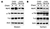 Expression of TNF and IFN in vivo causes the selective downregulation of My