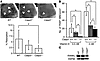 Osteoclast function in caspase-3–deficient mice. (A) Representative images