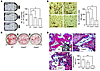 Proliferation and osteogenic differentiation of BMSSCs in caspase-3–deficie