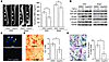 Administration of Casp3Inh to mice and cultured human BMSSCs. (A) BMD in Ca