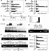 cGPDH is a direct PPARα/γ target gene. Mouse cGPDH reporter constructs cont