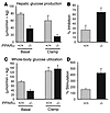 Decreased hepatic glucose production and increased insulin sensitivity in P