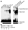 Activation of Nrf2 in CS-exposed Nrf2+/+ lungs. (A) EMSA to determine the D