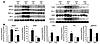 Validation of microarray data by Northern blot and enzyme assays. (A) Analy