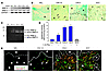 MMP-9 expression and activity is upregulated in macrophages during tumor pr