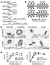 WT and recombinant viral genomes. (A) The LCMV-ARM genome consists of 2 sin