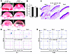 The role of neutrophils in IL-1β– or VEGF-induced angiogenesis. (A) BALB/c