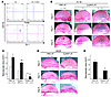 The effect of Cl2MDP-LIPs on IL-1β–induced angiogenesis. (A) FACS analysis