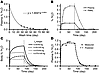 Modeling of the 2H2O levels in patients drinking 2H2O. (A) 2H2O enrichment