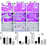 Histological evaluation of STA. Hind paws from control mice (A, D, and G) a