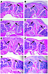 Histological evaluation of AIA. (A) PBS-injected control joint, with a rela