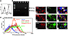 Characterization of PECs. (A) Flow cytometric analysis of thioglycollate-ac