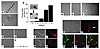 Behavior of PEC in a tube-formation assay. (A and B) Matrigel assay at day