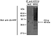 MIR2 expression leads to the coimmunoprecipitation of ubiquitinated protein