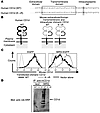 CD1d cytoplasmic lysines are required for MIR2-mediated downregulation and