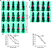 Activated CD8+ T cells but not naive T cells are retained within lungs afte