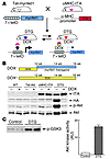 Generation of cardiac-specific inducible Akt1–Tg mice. (A) Schematic illust