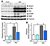 Induction of VEGF-A and Ang-2 by Akt in cultured adult cardiac myocytes. (A