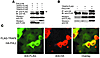 TRAF proteins interact with FHL2. (A) FLAG-tagged TRAF2, TRAF4, and TRAF6 a