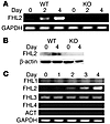 FHL2 is induced during osteoclastogenesis. (A) WT and FHL2–/– (KO) BMMs wer