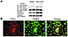 FHL2 interacts with TRAF6 in osteoclasts. (A) WT BMMs and day 4 osteoclasts