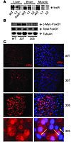 Detection of c-Myc–FoxO1 fusion proteins.