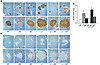 Pancreatic histology and morphometry.