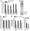 Antisense oligonucleotides reduce rat SOD1 in vivo.