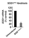 Antisense oligonucleotides decrease SOD1A4V